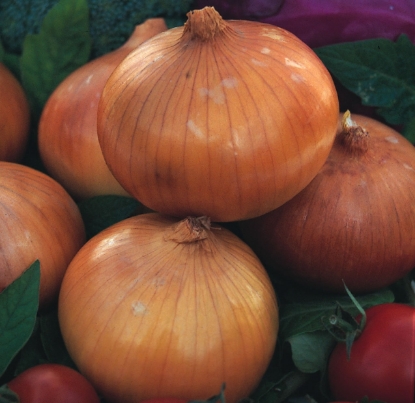 Picture of Onion Senshyu Yellow Globe